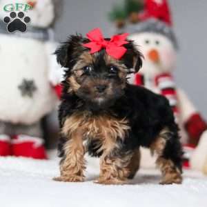 Chloe, Yorkie Poo Puppy